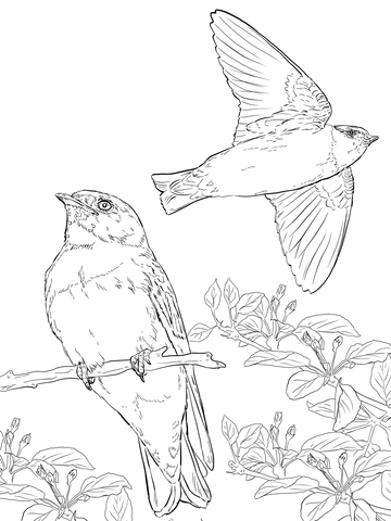 Realistic Cliff Swallows Coloring Page